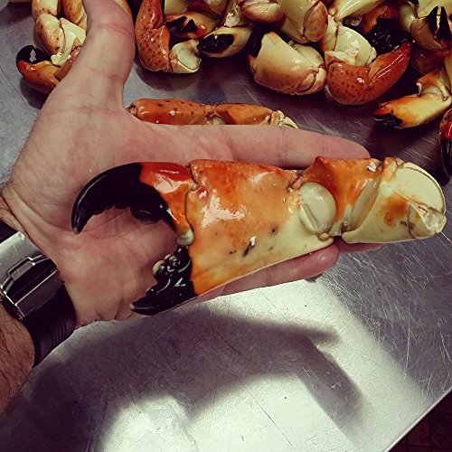 Florida Stone Crab Claws Jumbo 10 lb, Fresh Wild caughtF