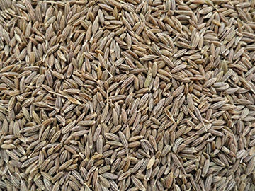 Yuvika Jeera Safed - Cuminum Cyminum - White Cumin Seeds (900 Grams)