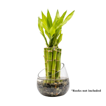 Nw Wholesaler - 6'' Straight Lucky Bamboo Stalks With Clear Slanted Glass Bowl - Live Indoor Plants For Home Decor - Feng Shui