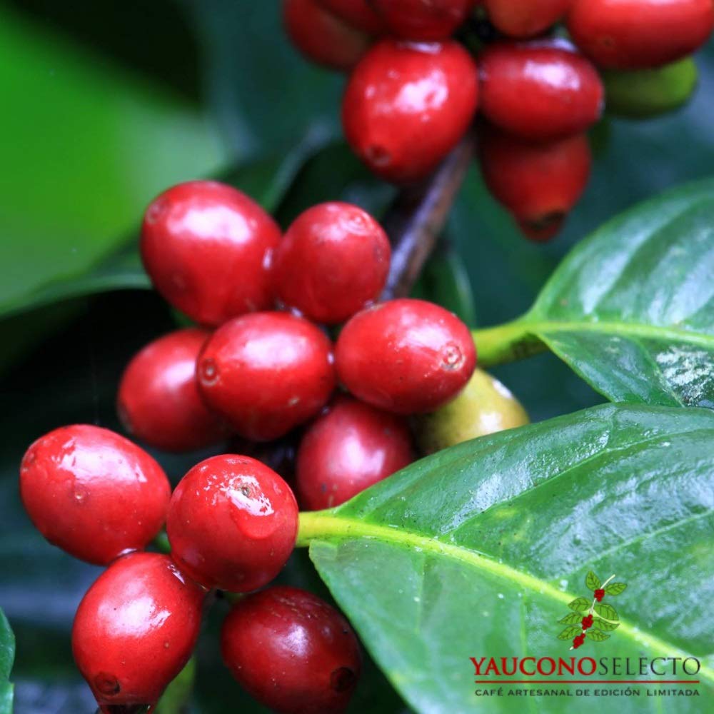 Yaucono Selecto Limited Edition Gourmet Whole Bean Coffee Bag, 2 Pound (Pack Of 3)