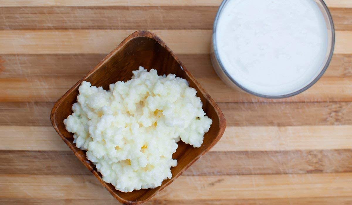 The Spirit Of The Forest Milk Kefir Grains, DIY Probiotic Drink, 0.18 Ounce