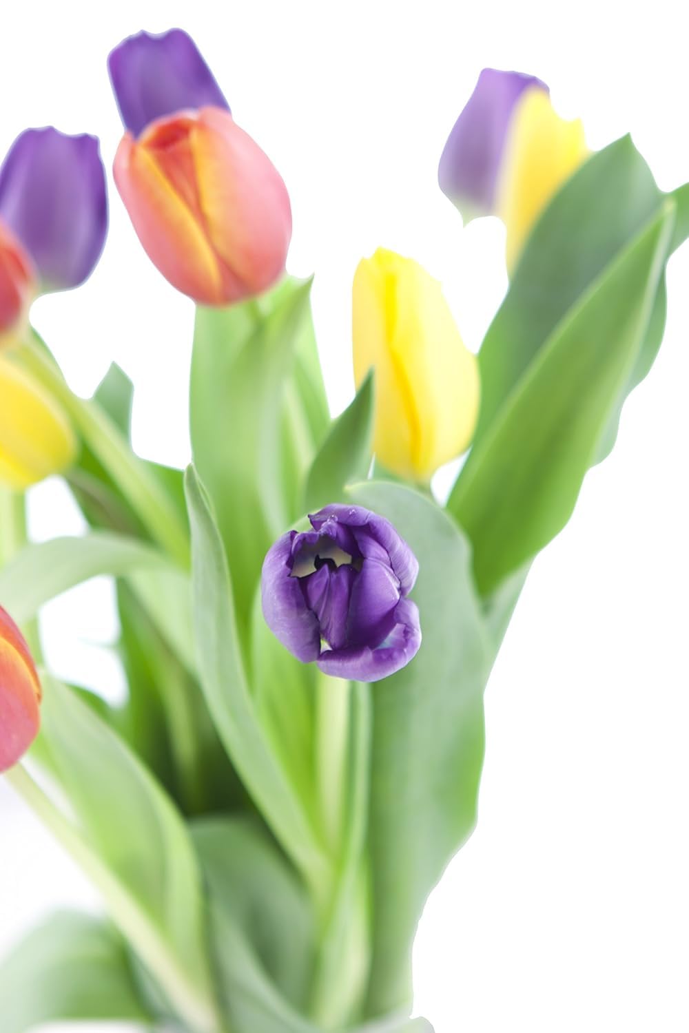 Kabloom Flowers -Valentine'S Day Collection - 10 Assorted Tulips Without Vase, Gift For Birthday, Sympathy, Anniversary, Get Wel