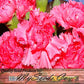 Myseedsco Big Pack - Clove Carnation Seed (5,000 Seeds) - Dianthus Caryophyllus Chabaud Mix - Edible Flower Seeds (Big Pack - Cl