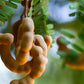 KARIBBEAN FLAVOURS Premium Spicy Tamarind Chutney Sauce - Great for Dipping and Topping - 15 Oz