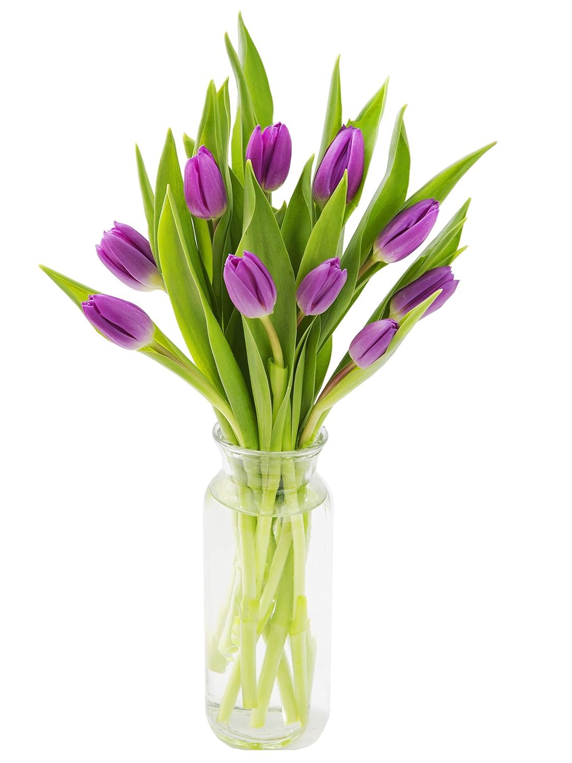 KaBloom Flowers -Valentine's Day Collection - 10 Purple Tulips with vase, Gift for Birthday, Sympathy, Anniversary, Get Well, Th