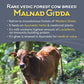 Indic Organics Forest Grazing Rare Malnad Gidda Desi Cows A2 Ghee From Western Ghats Of Karnataka Ayurvedic & Medicinal Bilona G
