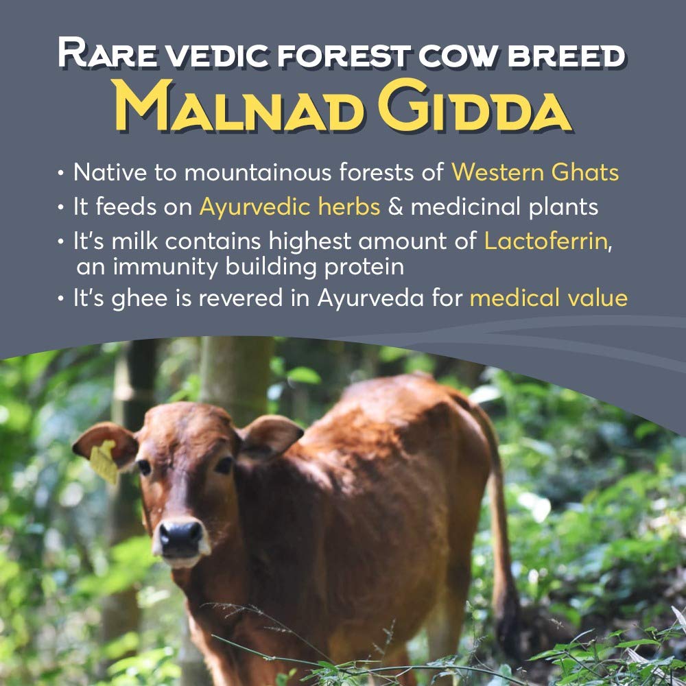 Indic Organics Forest Grazing Rare Malnad Gidda Desi Cows A2 Ghee From Western Ghats Of Karnataka Ayurvedic & Medicinal Bilona G
