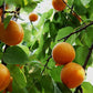 Natural Raw Bitter Apricot Kernels 16oz  Organic USDA Certified Bitter Apricot Seeds 1LB