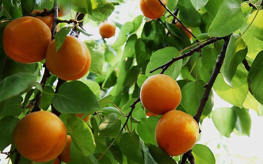 Natural Raw Bitter Apricot Kernels 16oz  Organic USDA Certified Bitter Apricot Seeds 1LB