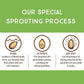 Lark Ellen Farm Sprouted Specialty Gourmet Premium Organic Styrian Pumpkin Seeds From Austria, Large Gourmet Unsalted Raw Pumpki