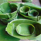 Fresh Banana Leaves 1 Lb. Hoja De Platano