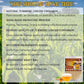 SIRDIKA Organic Turmeric Ginger Cinnamon Tea Bags, 150 Count, 100% Natural Herbal Tea for Men and Women