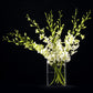 Sunne Tropical Orchidclub Usa Fresh Cut Flowers Dendrobium Orchids (10 Stems White)