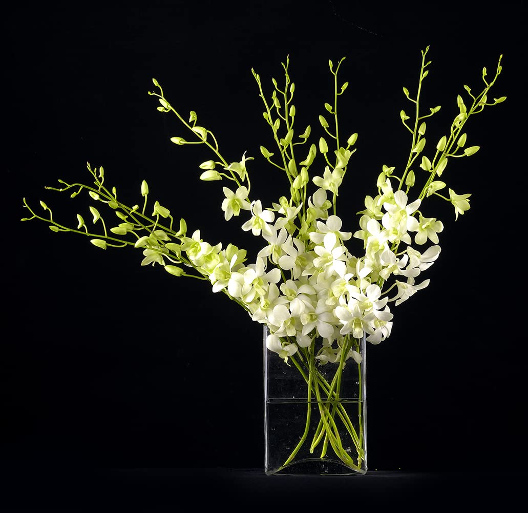 Sunne Tropical Orchidclub Usa Fresh Cut Flowers Dendrobium Orchids (10 Stems White)