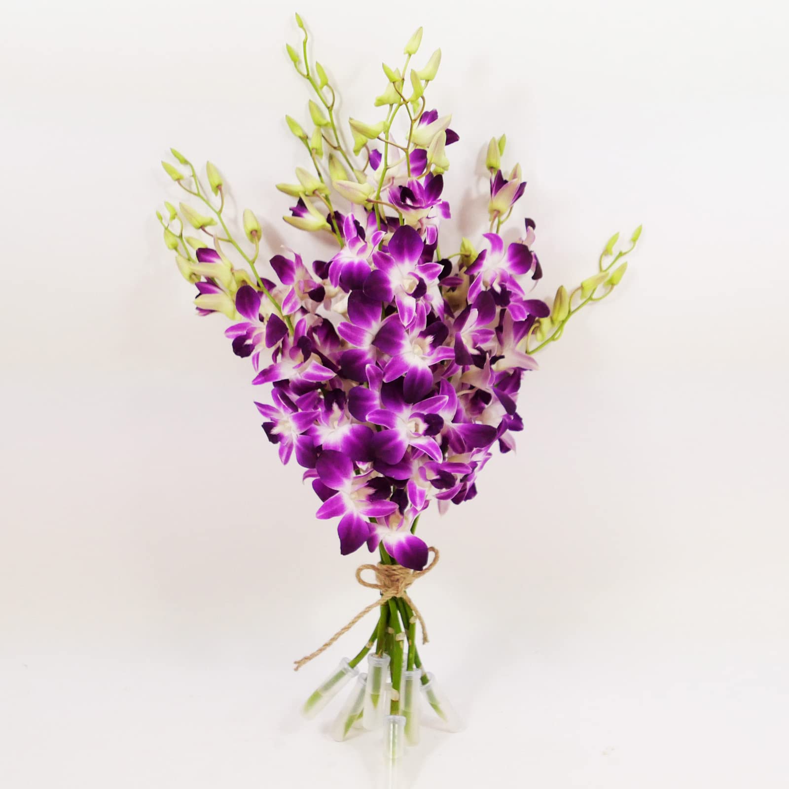 Athenas Garden Fresh Cut Purple Orchids Flowers 50 Stems Dendrobium Orchids Sonia Fresh Flowers