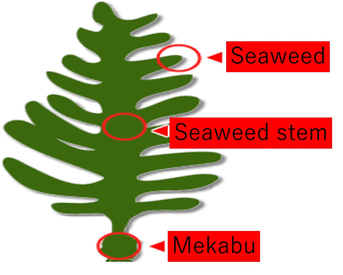 Miyazaki Low Calorie!! Instant Soup Base (Clam,Kelp,Seaweed,Leek,Kagome Kelp,Seaweed Stem,Mekabu) 2.6 Oz Just Pour Hot Water To