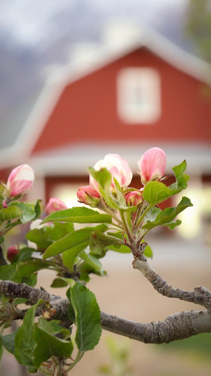 Country Spoon Montmorency Red Tart Cherry Juice Concentrate (32 oz.)