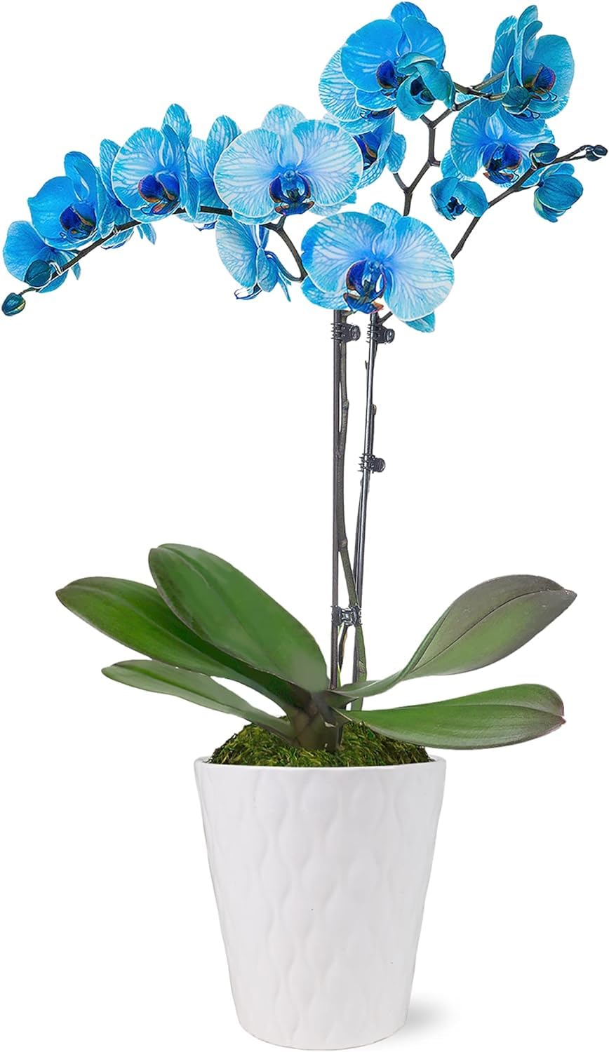 Green Circle Growers Blue Watercolor Orchid in a 5 White Pot, Live Indoor Plants, House Plant