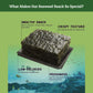 Daechun(Choi'S1) Seaweed Snack, (Pack Of 20), Original, Sea Salt, Green Tea Powder, Product Of Korea