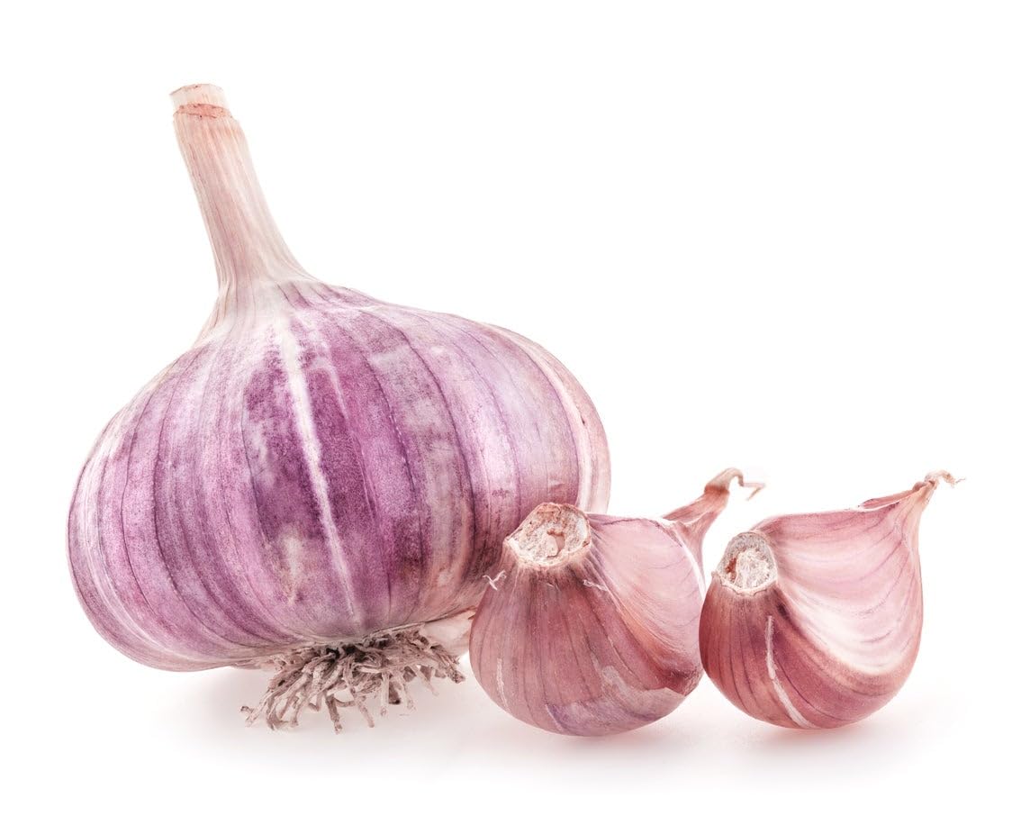 Heirloom Red Garlic (Chesnok) Russian Red Jumbo For Eating & Planting