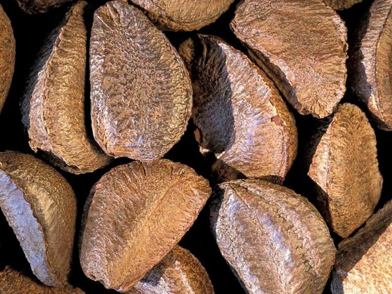 Fresh Raw In-shell Whole Brazil Nuts -1 lb by Nuts n More