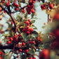 MagJo Whole Rosehips, Wild Harvest, 16 Ounce (Pack of 1), Model SUVELAM