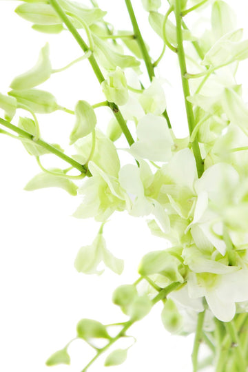 Premium Cut Dendrobium Orchids (White, 30 Stems With Vase) (Support Small Business)
