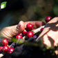 Yaucono, Cafe Crema, And Cafe Rico Ground Coffee From Puerto Rico Variety, 14 Ounce (Pack Of 3)