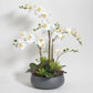 CG Hunter Faux Orchid Plant w/Succulents, Premium Artificial Indoor Flower Display Stands 24    w/Beautiful Sculptural Blooms an