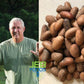 JEB FOODS African Bitter Kola Nuts - 8oz Pack - Bitter Kola, Petit Cola Nut, Obi Abata Cola Nut