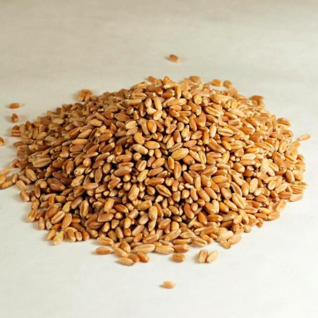 Gorlion Organic Hard Red Winter Wheat Berries 4 Lbs. Great For Bread, Pancakes, Waffles, Pastries, Cereals, Salads, Flatbreads,