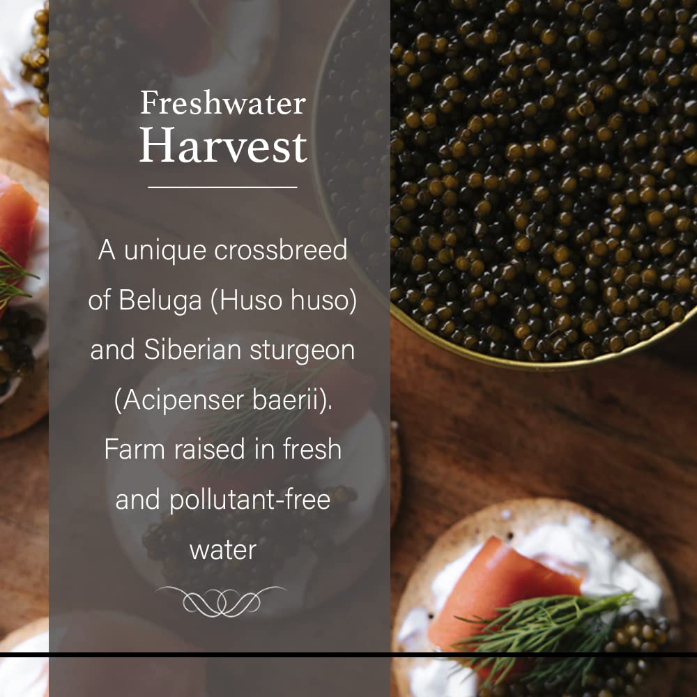 Overnight Shipping- Olma Kaluga Sturgeon Black Caviar - Large Pearly Grains, Smooth Flavor, Superior Grade - 17.6 Oz / 500 G