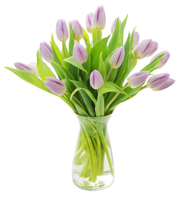 KaBloom Flowers -Valentine's Day Collection - 20 Purple Tulips with vase, Gift for Birthday, Sympathy, Anniversary, Get Well, Th