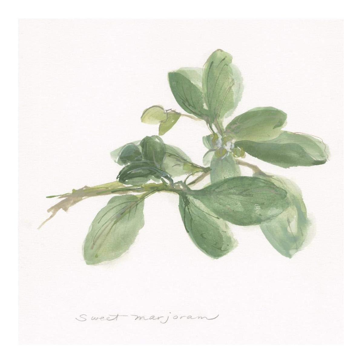Sweet Marjoram -Paper Art-20''X20''
