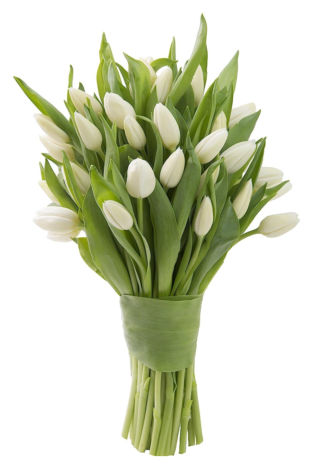 KaBloom Flowers -Valentine's Day Collection - 20 White Tulips without vase, Gift for Birthday, Sympathy, Anniversary, Get Well, 