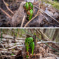Wild Pickled Fiddleheads (Dill | 250ml - 8oz) | Local | West Coast Wild Foods