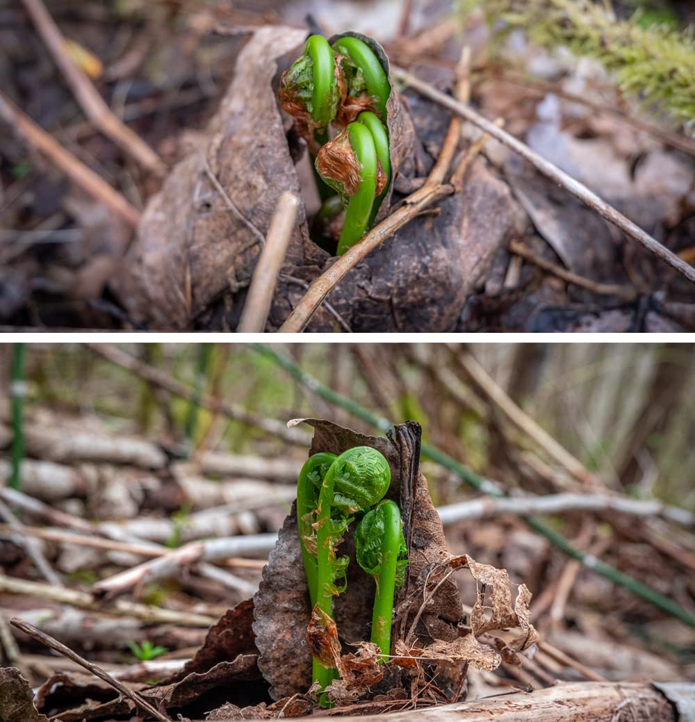 Wild Pickled Fiddleheads (Dill | 250ml - 8oz) | Local | West Coast Wild Foods