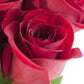 Kabloom Flowers - Mother'S Day Collection - 12 Red Roses Without Vase, Gift For Birthday, Sympathy, Anniversary, Get Well, Thank