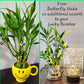 5 Lucky Bamboo Plants 4 Inches With Butterfly Stake, Gift, Perennial Indoor, Bring Positive Energy To Your Home
