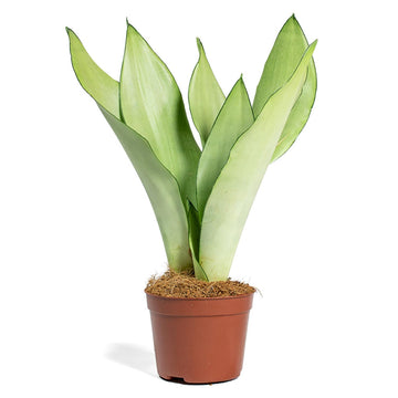 Silver Snake Plant - Live Plant in a 4 Inch Growers Pot - Sansevieria Trifasciata 'Moonshine' - Beautiful and Elegant Easy Care 