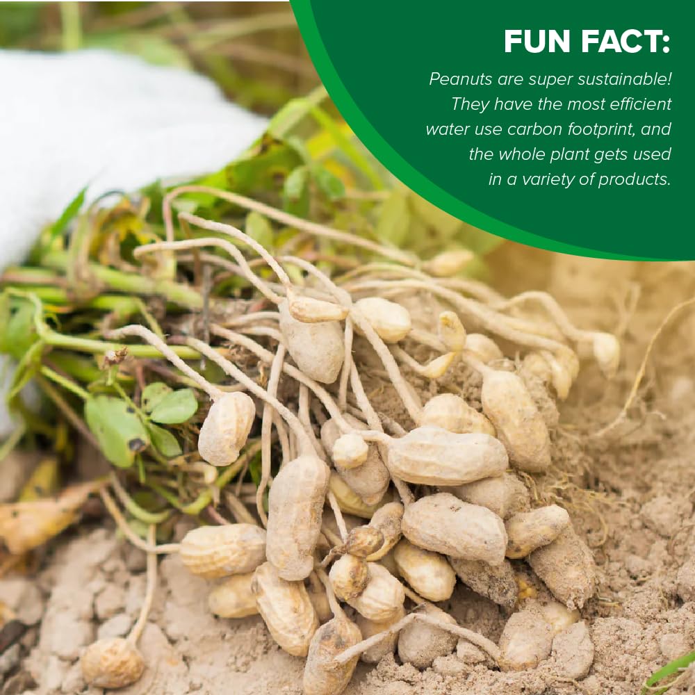 Hampton Farms Fancy Roasted In-Shell Salted Peanuts, 10 oz. Bag, All-Natural, USA Grown, Beige