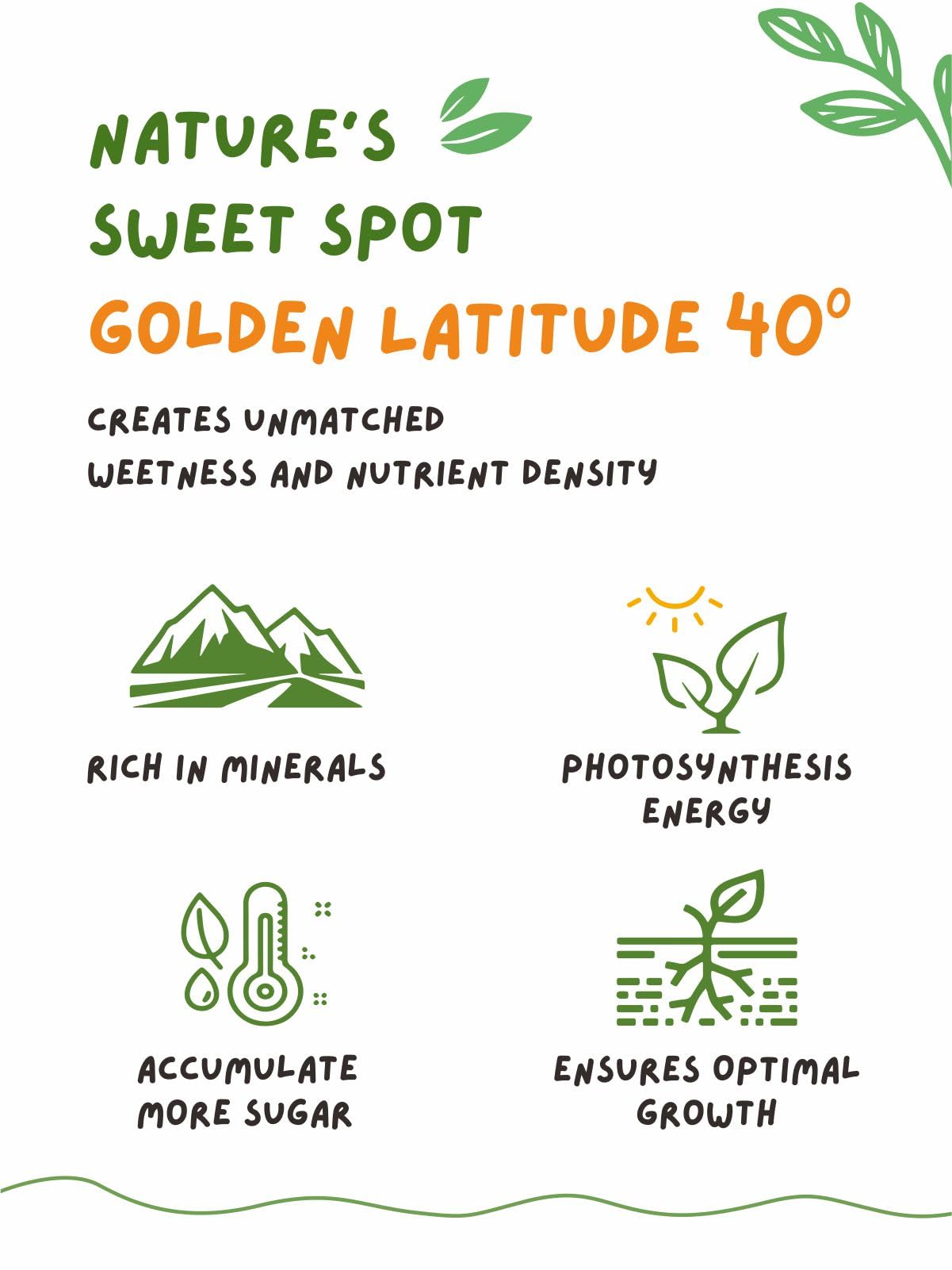 Naturebliss Jujube Pitted Dates, No Added Sugar, Non-GMO, 13 OZ - Sun Dried Sweet Fruit Snacks for Salad, Tea, Soup, Baking