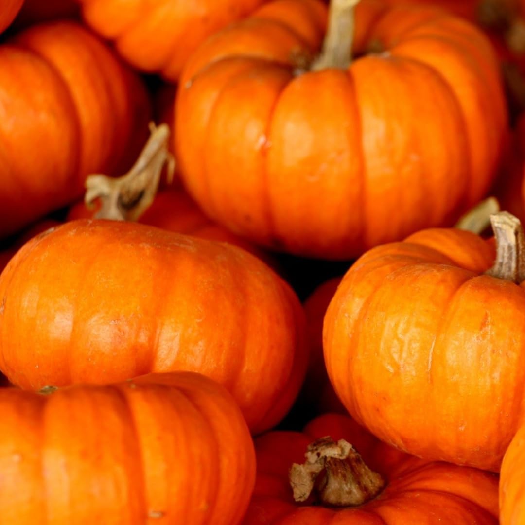 Birch & Meadow Pumpkin Powder, 1.5 lb, Smoothies & Juices, Pure Powder, Superfood