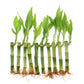 Nw Wholesaler - 4 Live Lucky Bamboo Plant - Bundle Of 20 Stalks - Live Indoor Houseplants For Home Decor, Live Bamboo Plant, Indoor Low Light Plants, Feng Shui (20)