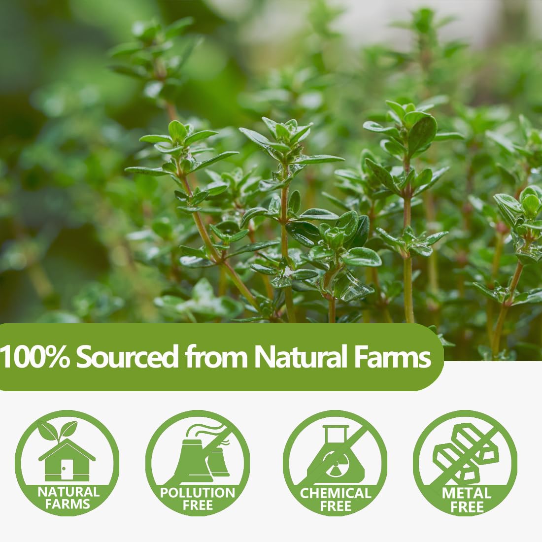 ULTHMOK Premium Thyme Leaf Tea Bags, 100% Pure Thyme, Caffeine-Free, 100 Count
