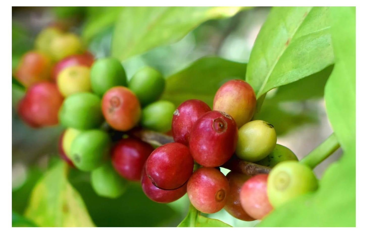 Roastika - Premium Green Coffee Bean - Ethiopia Yirgacheffe - 5Lb - Single Origin - Unroasted Coffee Bean