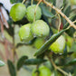 Sanniti Whole Castelvetrano Olives - 20.5 Ounce Jar
