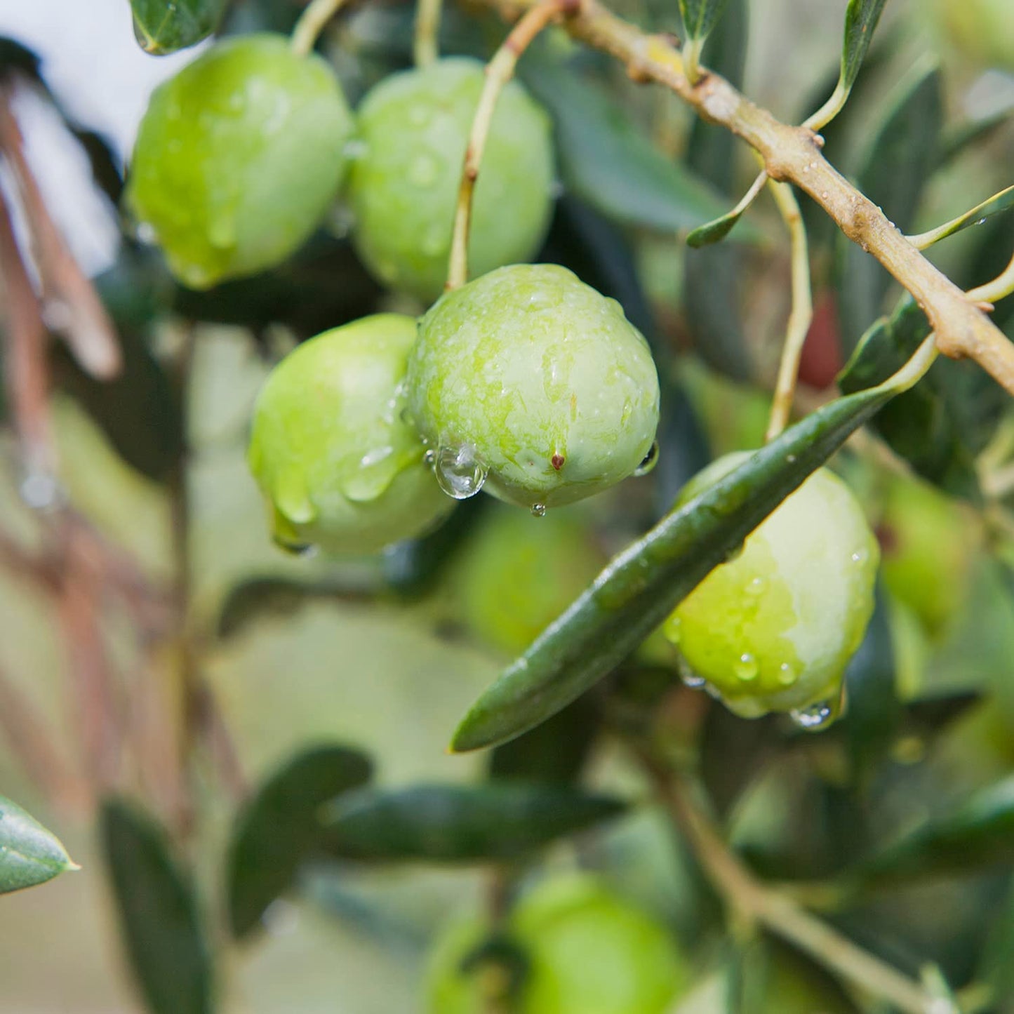 Sanniti Whole Castelvetrano Olives - 20.5 Ounce Jar