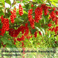 Wananfu Schisandra Berry Tea - Dried Schisandra Berries, 17.6oz, Schisandra Berry Flavor