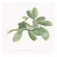 Sweet Marjoram -Paper Art-26''X26''